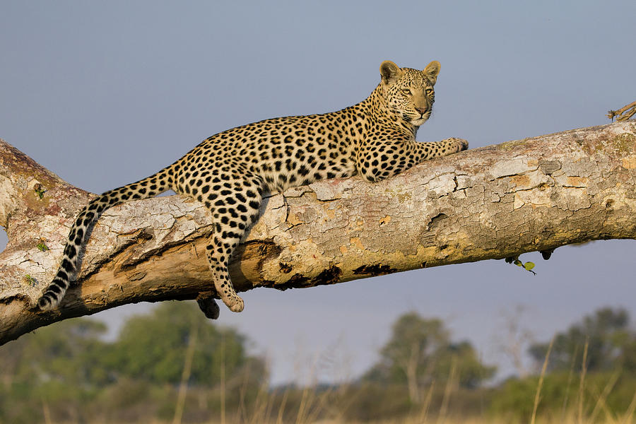 Leopard Lounging In Jao Reserve Photograph by Suzi Eszterhas