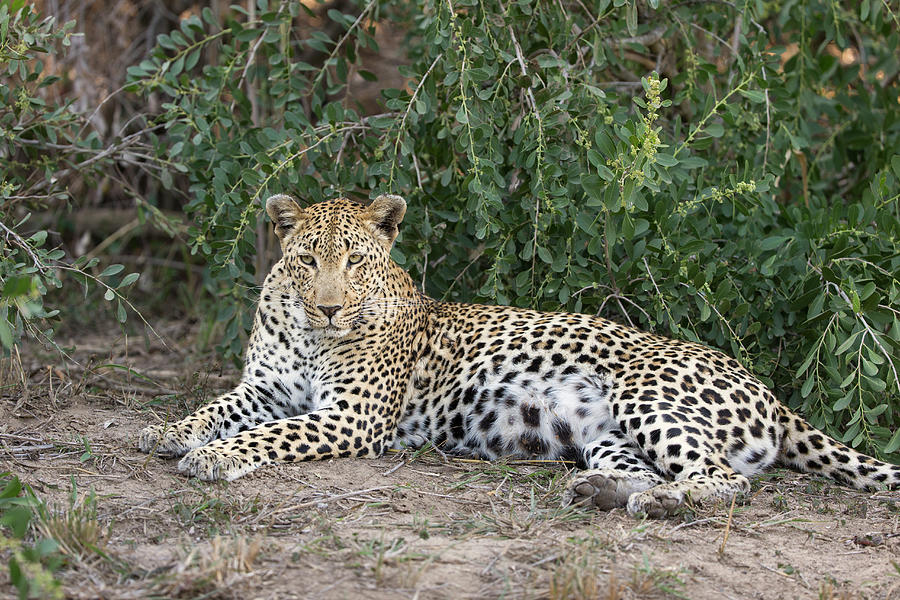 Leopard Lounging In Sabi Sands Photograph by Suzi Eszterhas