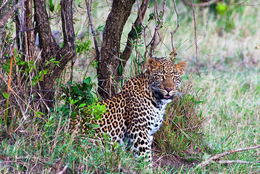 Leopard, Masai Mara National Reserve Photograph by Nico Tondini