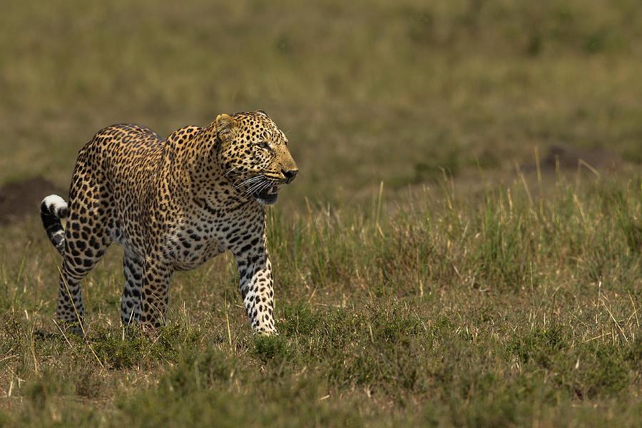 Wildlife Photograph - Leopard by Massimo Mei