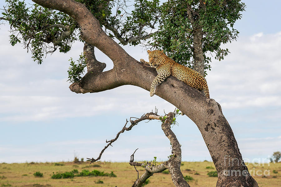 Cheetah Photograph - Leopard by Mikhail Turkeev Cheetah Photograph - Leopard by Mikhail Turkeev