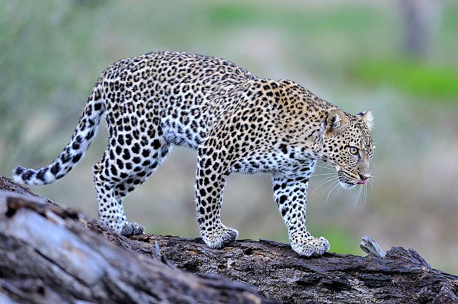 Leopard, Ndutu, Tanzania Photograph by Diana Robinson Photography