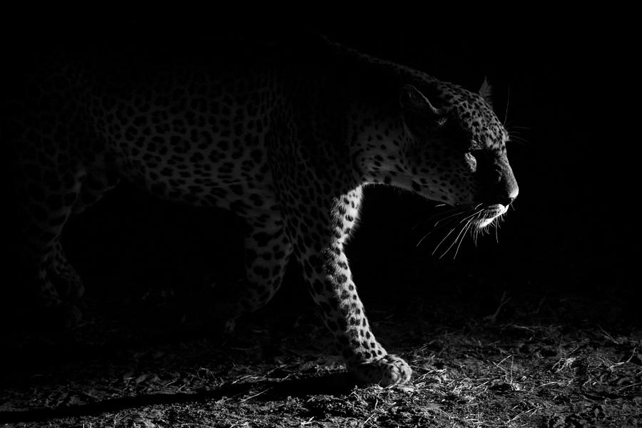 Leopard Night Hunt Photograph by Hannes Bertsch