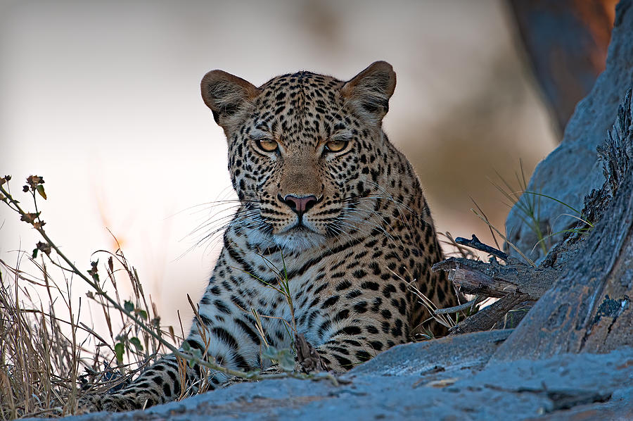 Wildlife Photograph - Leopard, Okavango Delta by Benton Murphy