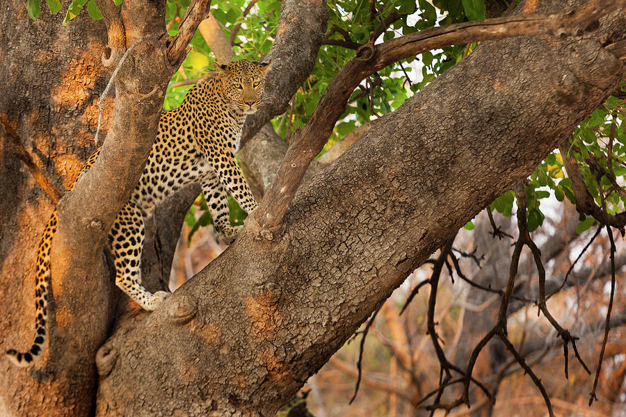 Leopard, Okavango Delta, Botswana Photograph by Mint Images - Art Wolfe