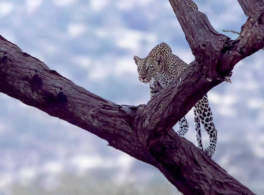 Leopard on the lookout Photograph by Roni Chastain