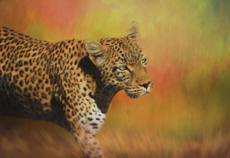 Africa Photograph - Leopard On The Prowl by Kay Kochenderfer Africa Photograph - Leopard On The Prowl by Kay Kochenderfer