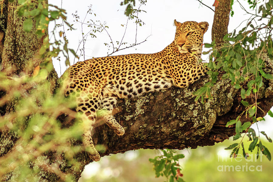 Leopard on tree Photograph by Benny Marty