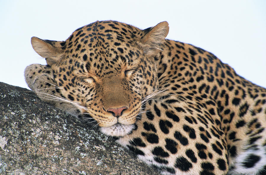 Leopard Panthera Pardus Asleep On Tree Photograph by Eastcott Momatiuk