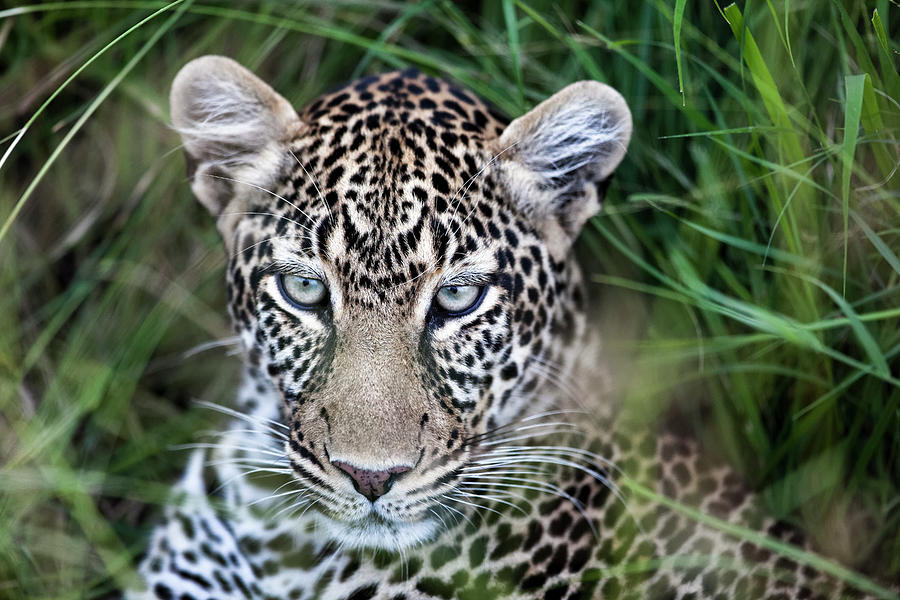 Leopard Panthera Pardus, Close Up Photograph by Regis Vincent