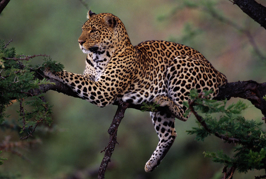 Leopard Panthera Pardus Female Resting Photograph by Nhpa - Pixels