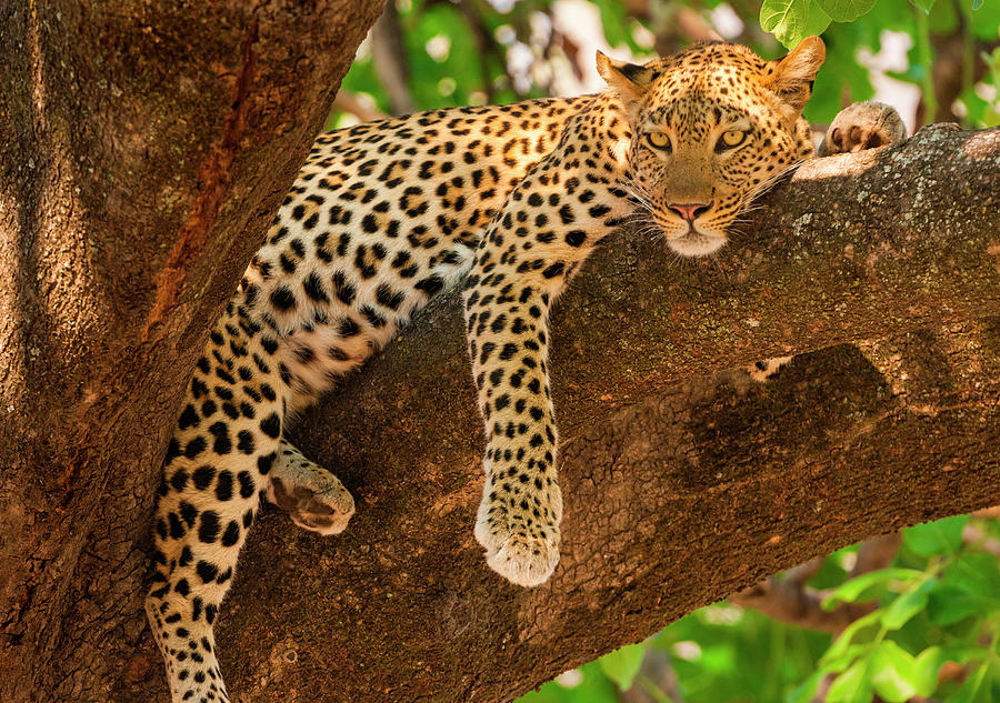 Leopard, Panthera Pardus, Okavango Photograph by Mint Images/ Art Wolfe