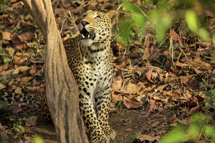 Wildlife Digital Art - Leopard - Panthera Pardus, Satpura National Park, Madhya Pradesh India by David Fettes