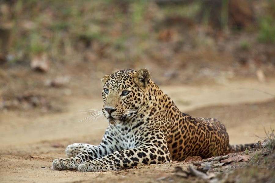 Wildlife Digital Art - Leopard - Panthera Pardus, This One Is Unusual In That He Has Blue Eyes, Rather Than The More Usual Yellow,  Satpura National Park, Madhya Pradesh India by David Fettes
