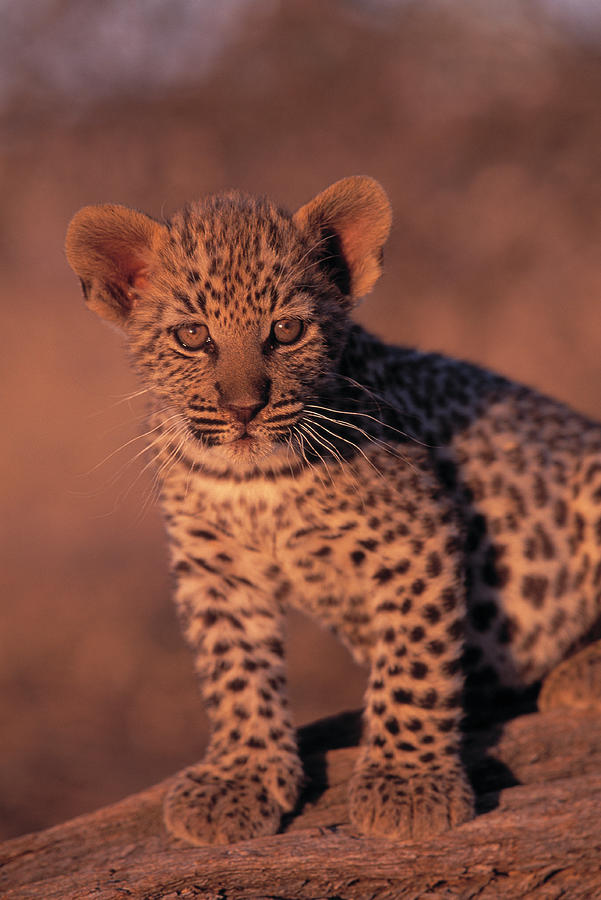 Leopard  Panthera Pardus Two Months Old Photograph by Nhpa