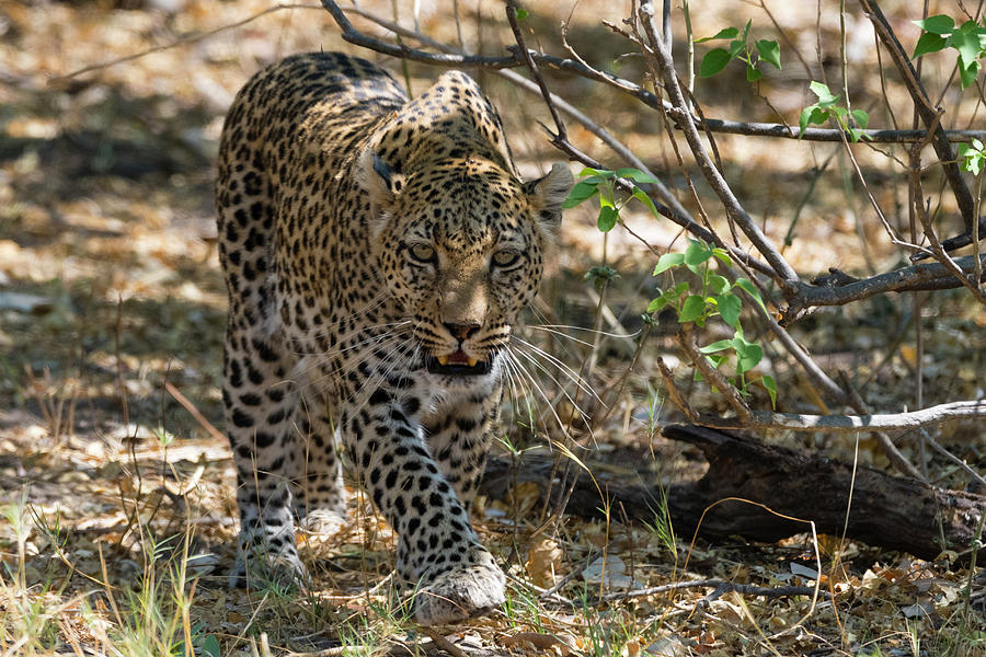 Walking Digital Art - Leopard (panthera Pardus), Walking In The Bush, Okavango Delta, Botswana, Africa by Delta Images