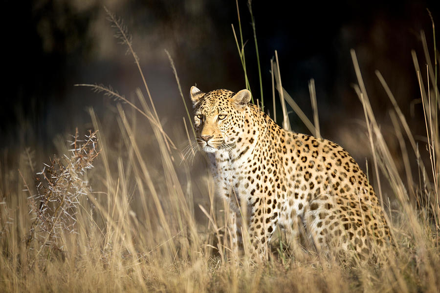Animal Photograph - Leopard Portrait by Ben McRae