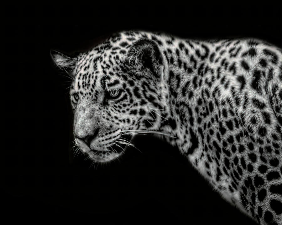 Leopard Portrait Photograph by Bj S