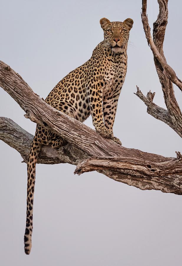 Leopard Portrait Photograph by Rob Darby