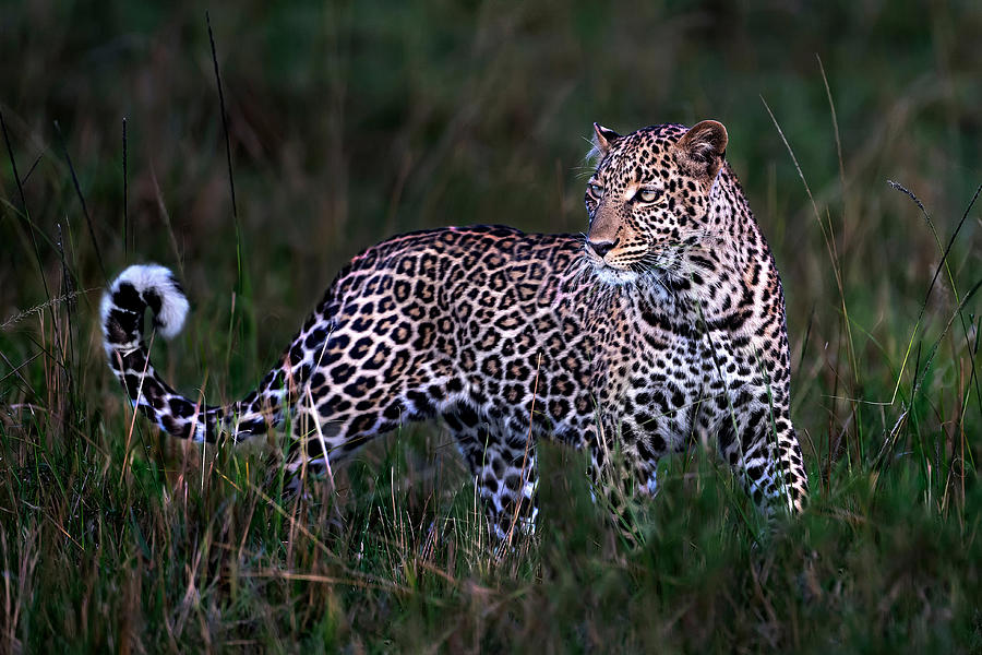 Leopard Portrait Photograph by Xavier Ortega