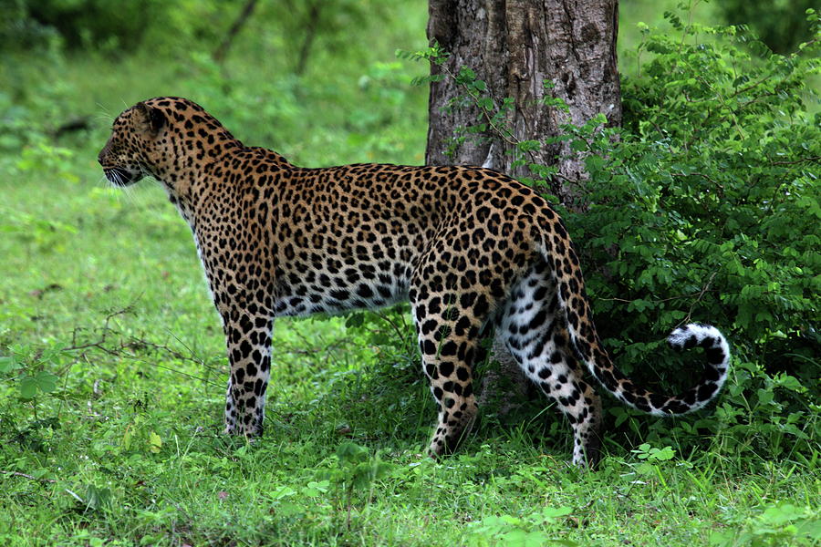 Leopard Pose Photograph by Alex England | Fine Art America