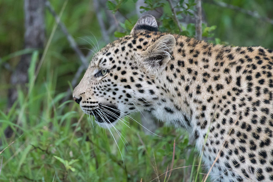 Leopard profile Photograph by Mark Hunter