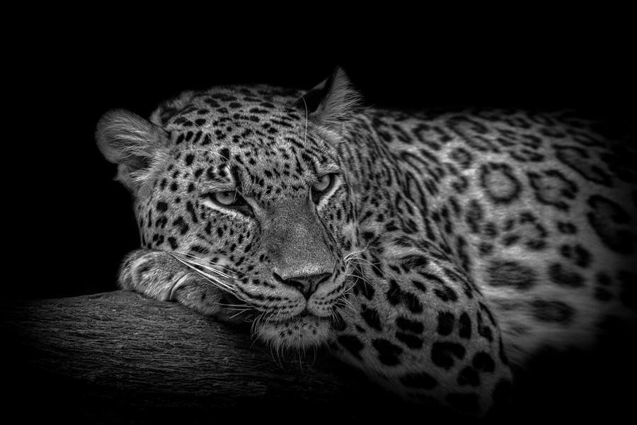Animal Photograph - Leopard Resting In A Tree. by Nauzet Baez Photography
