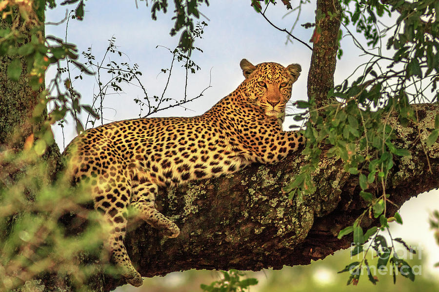 Leopard resting on tree Photograph by Benny Marty