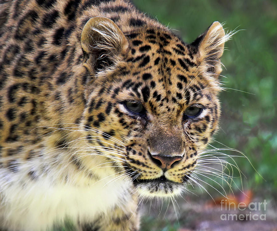 Leopard Photograph by Roger Becker