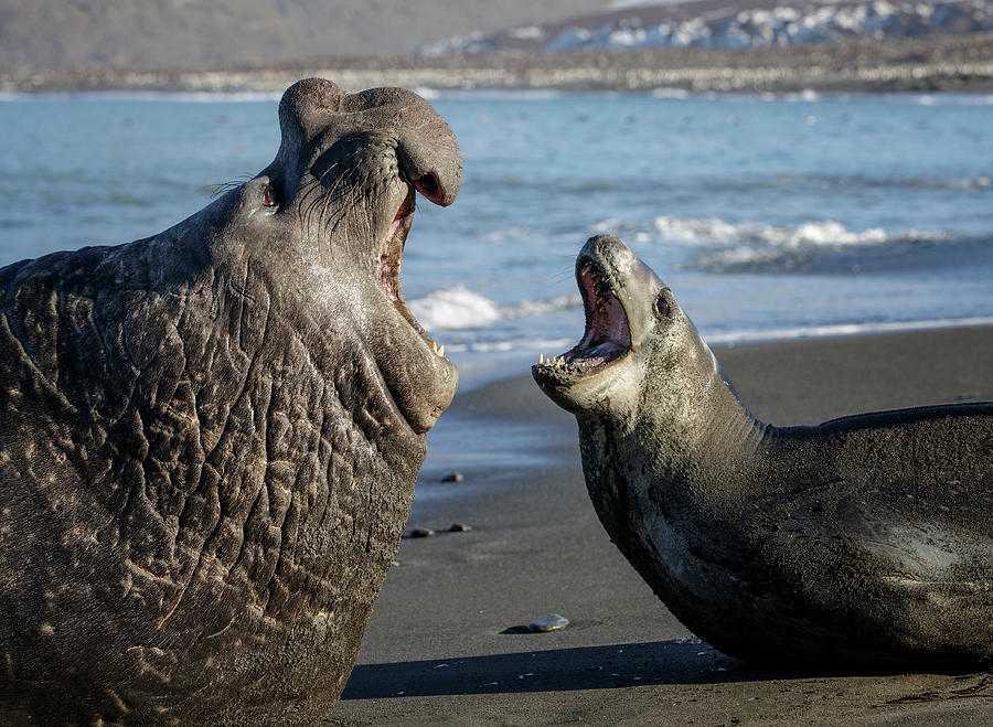 Leopard Seal And Southern Elephant Seal Male, Threatening Photograph by ...