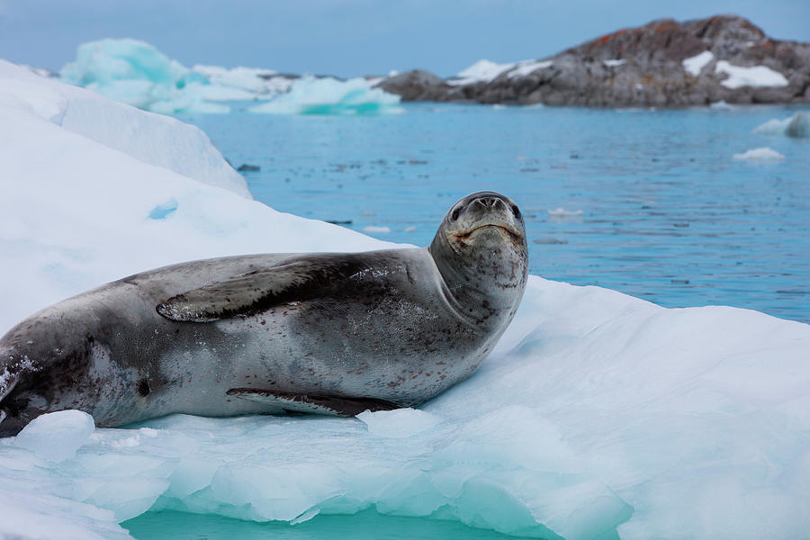 Leopard Seal, Antarctica Photograph by Mint Images/ Art Wolfe