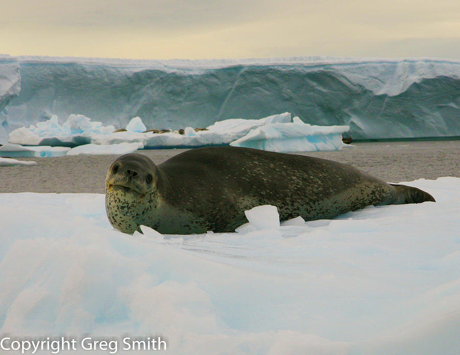 Leopard Seal Photograph by Greg Smith