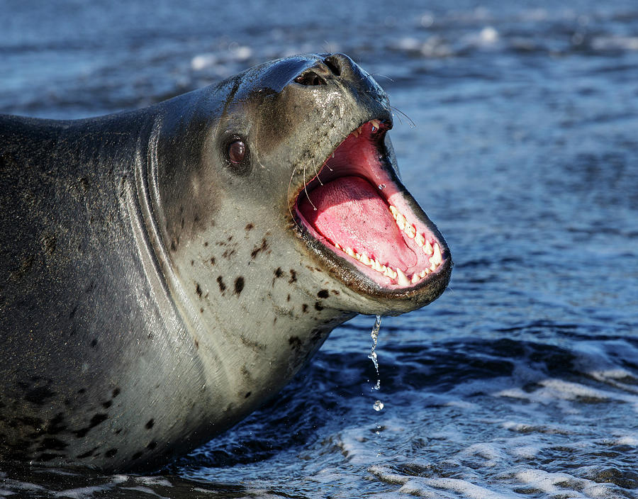 Leopard Seal With Mouth Open Showing Aggression, St Andrews Photograph ...