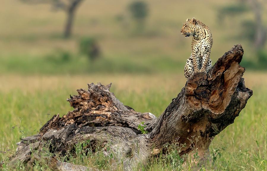 Leopard - Serengeti, Tanzania Photograph by Giuseppe Damico