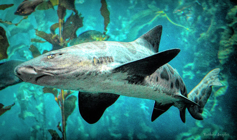 Leopard Shark Detail Digital Art by Barbara Snyder - Pixels