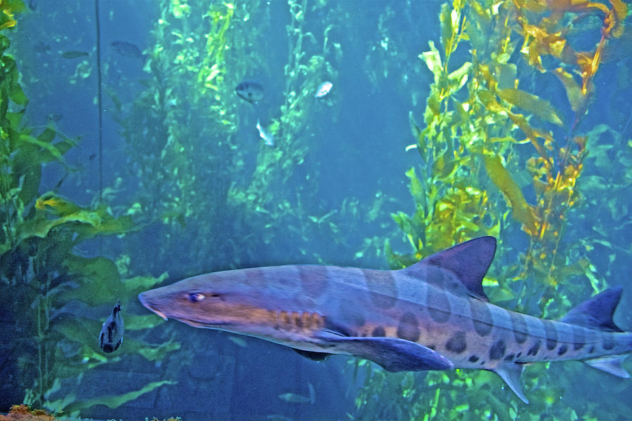 Leopard Shark in Kelp Forest in Monterey Bay Aquarium, California Photograph by Ruth Hager