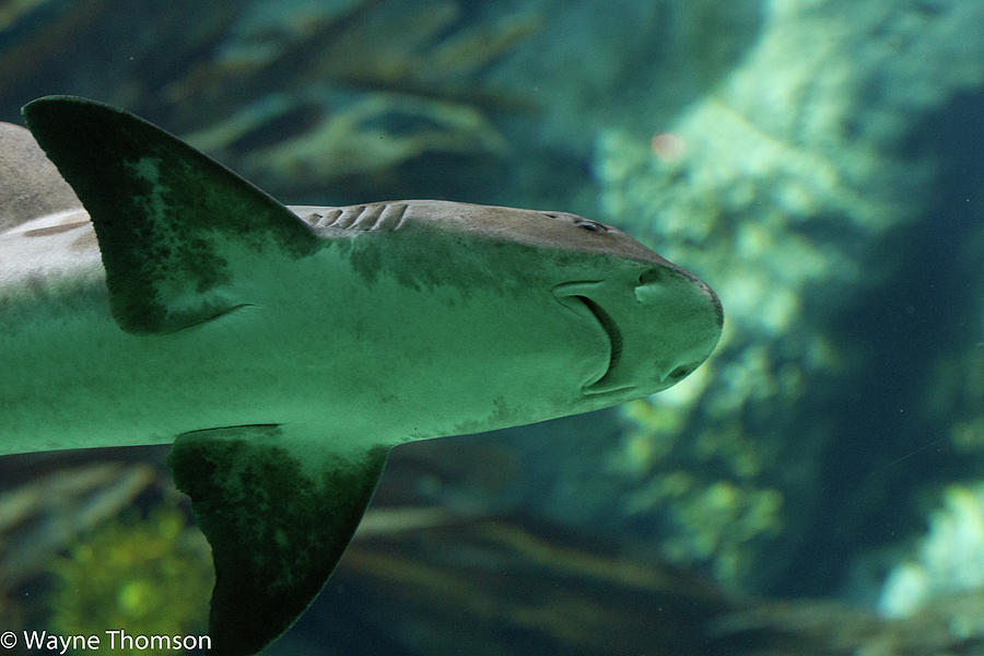 Leopard Shark Photograph by Wayne Thomson - Fine Art America