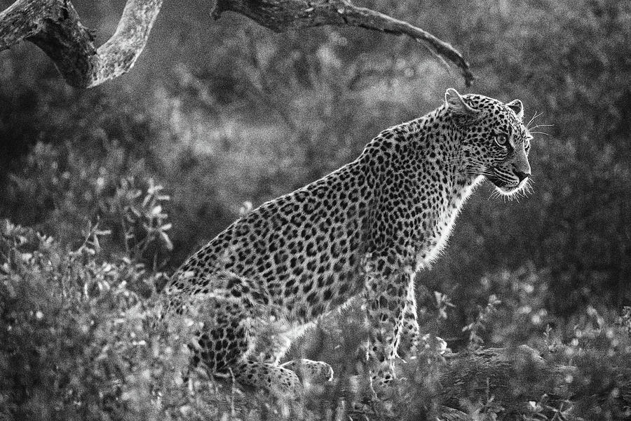 Leopard sitting black and white Photograph by Mark Hunter