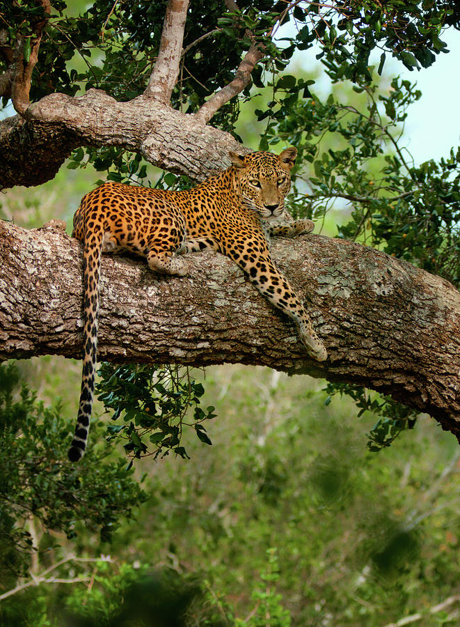 Leopard Sitting On A Branch Photograph by Thilanka Perera