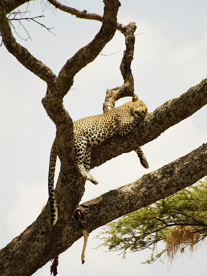 Leopard Sleeping In A Tree After Lunch Photograph by Elosoenpersona Photo