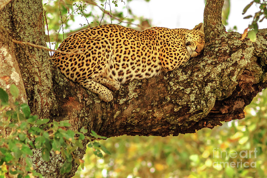 Leopard sleeping on tree Photograph by Benny Marty