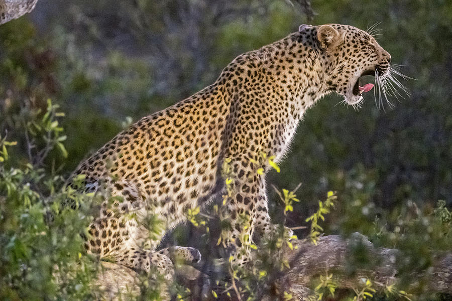 Leopard snarling in the spotlight Photograph by Mark Hunter