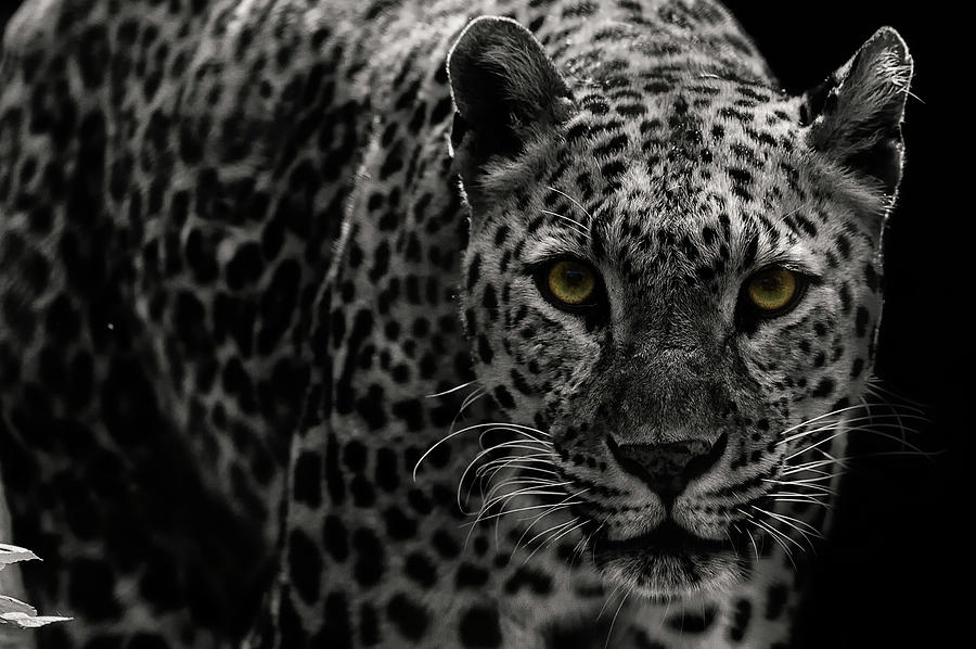 Leopard Photograph by Somak Pal