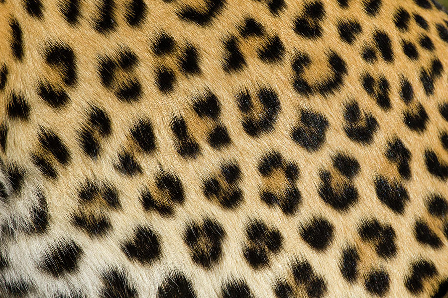 Leopard Spots Photograph by Suzi Eszterhas