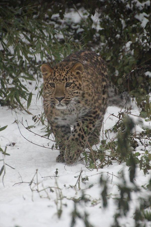 Leopard Stalking its Prey in the Snow Photograph by Treimerh