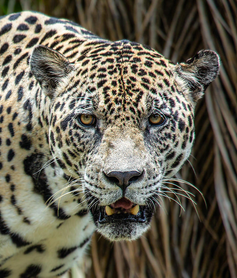 Nature Photograph - Leopard Stare by Michael Howard