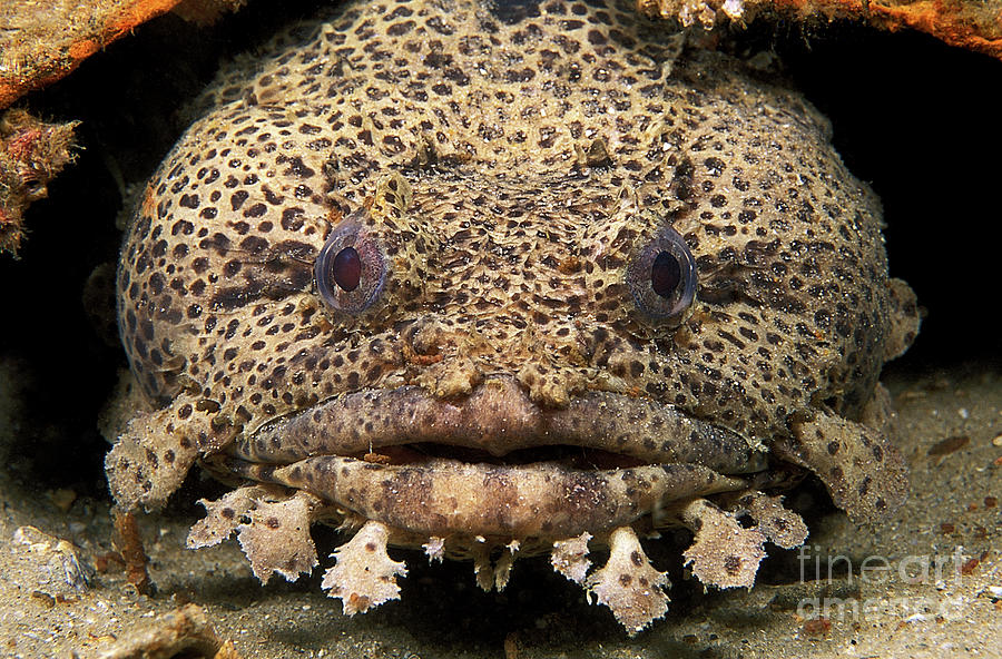 Leopard Toadfish Photograph by Clay Coleman/science Photo Library