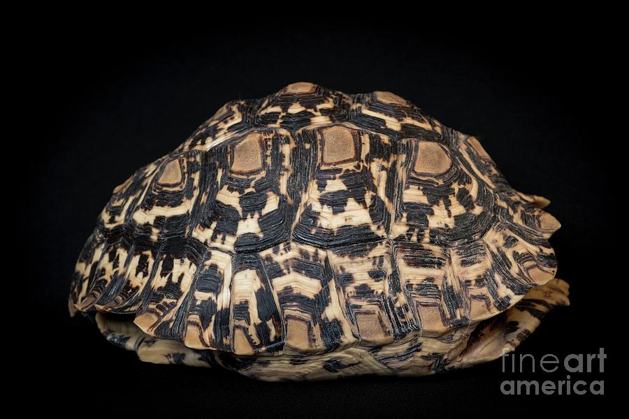 Leopard Tortoise Shell Photograph by Tony Camacho/science Photo Library ...