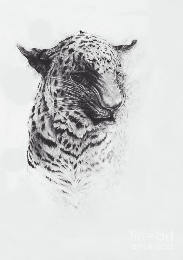 Wildlife Drawing - Leopard Two by Odile Kidd