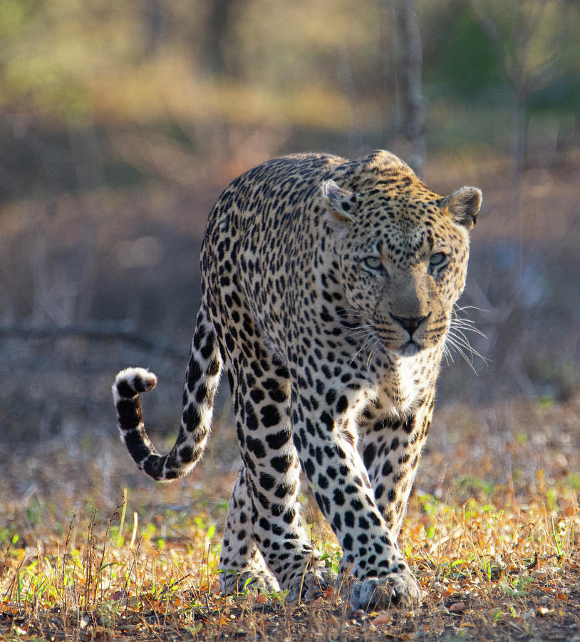 Leopard Walking Photograph by Patrick Nowotny